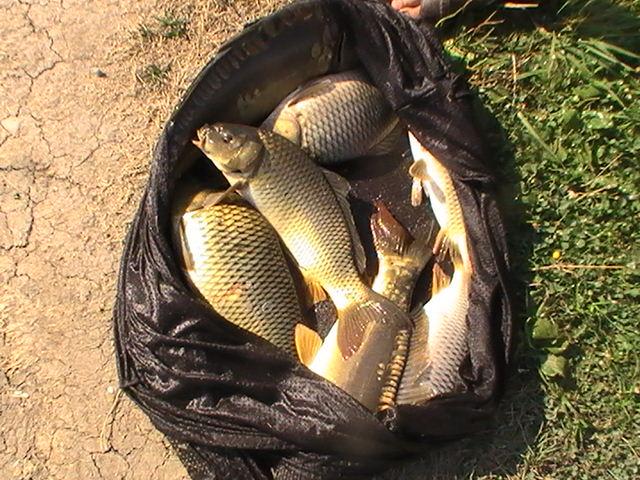 pestiiiiiiiiiiii - pic3823.JPG